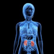 Glomerular Disease related image